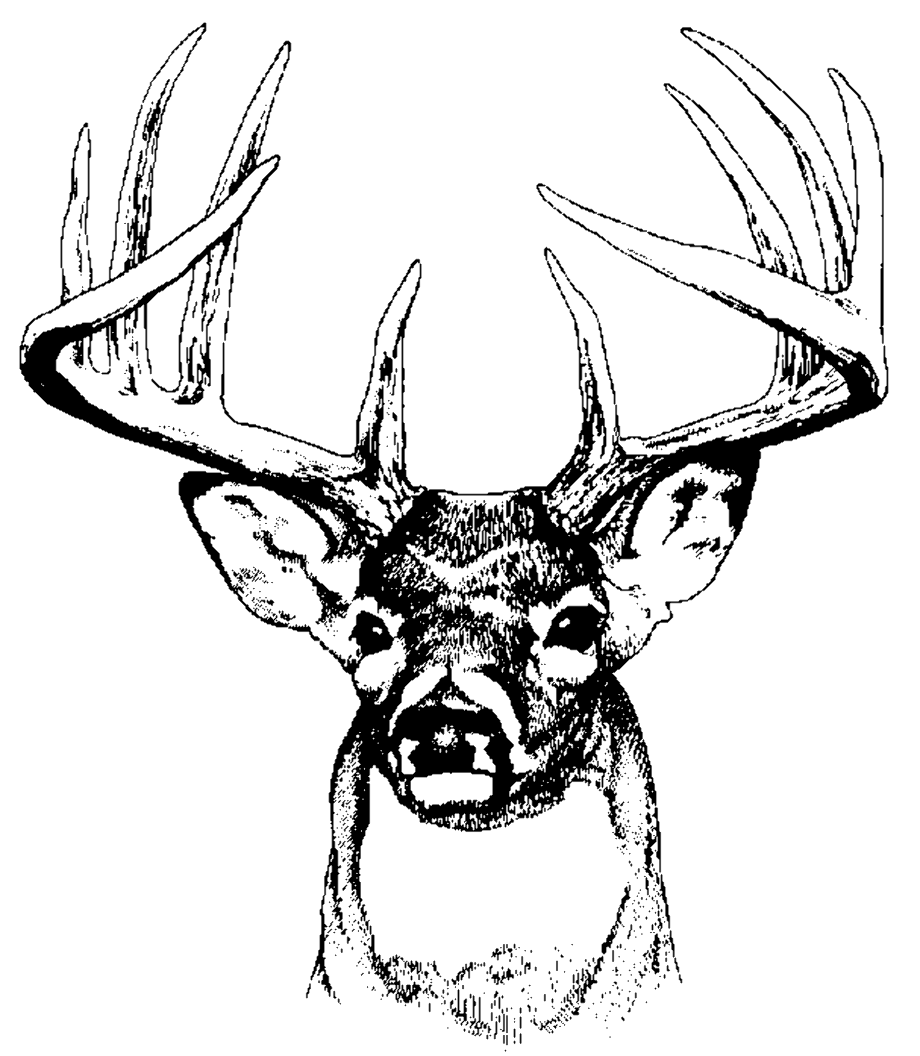 Deer clip art whitetail.