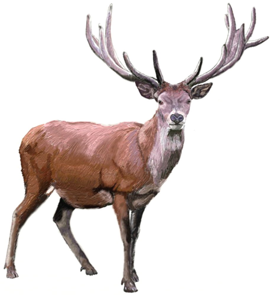 Download High Quality deer clipart realistic Transparent PNG Images