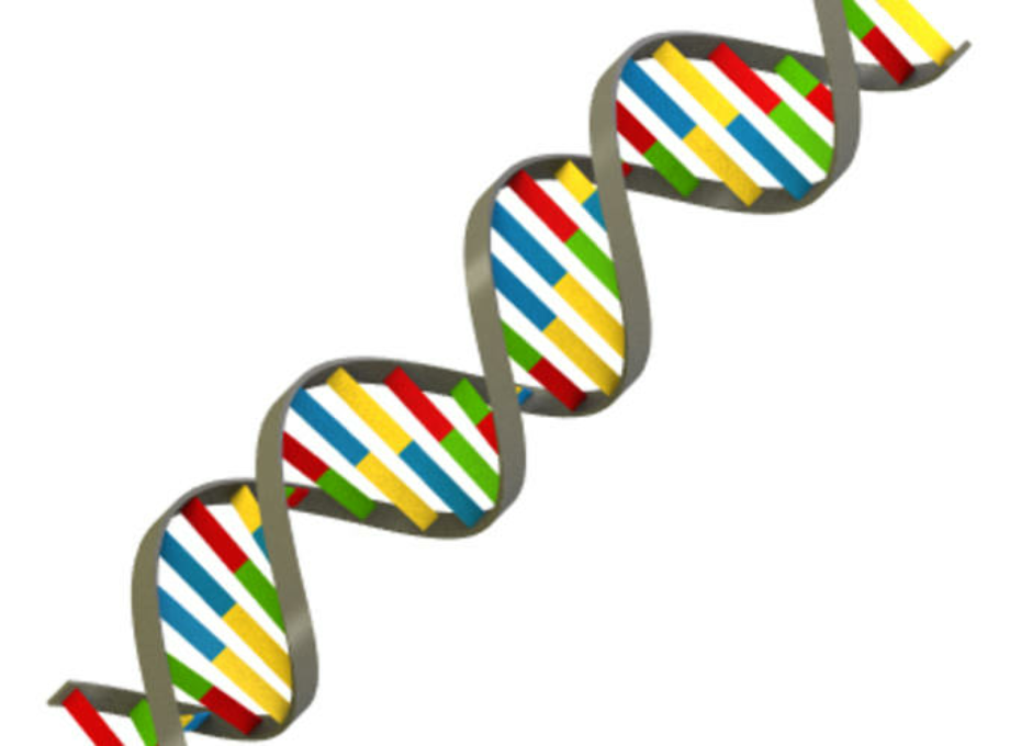 dna clipart colorful