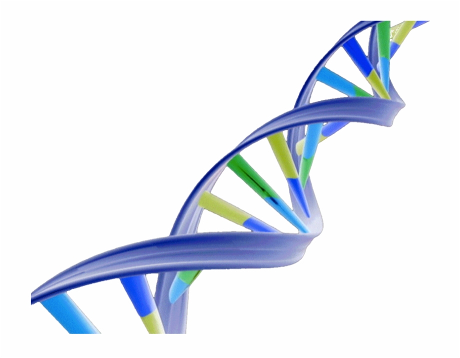 dna clipart structure