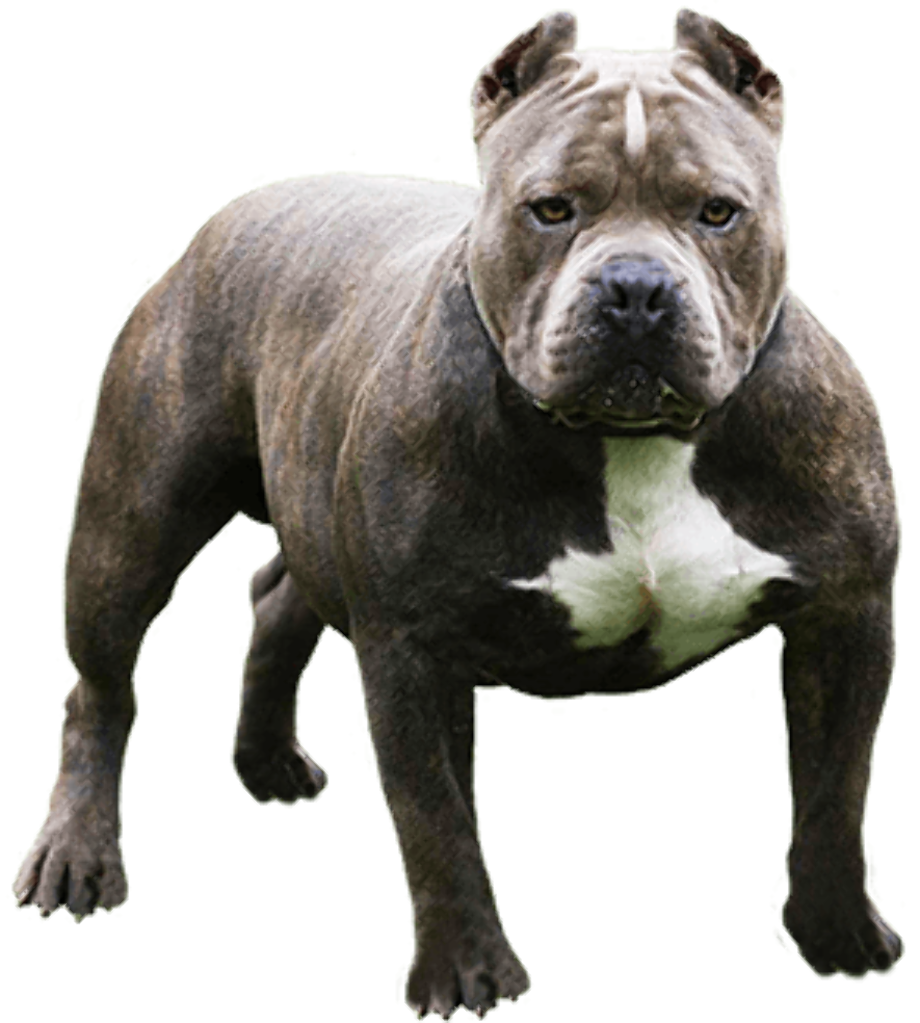 Download High Quality Dog clipart pit bull Transparent PNG Images - Art