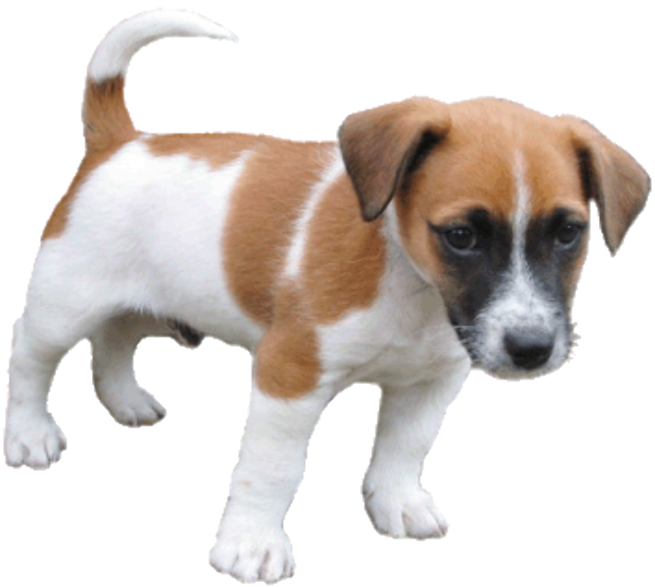 clipart dog realistic