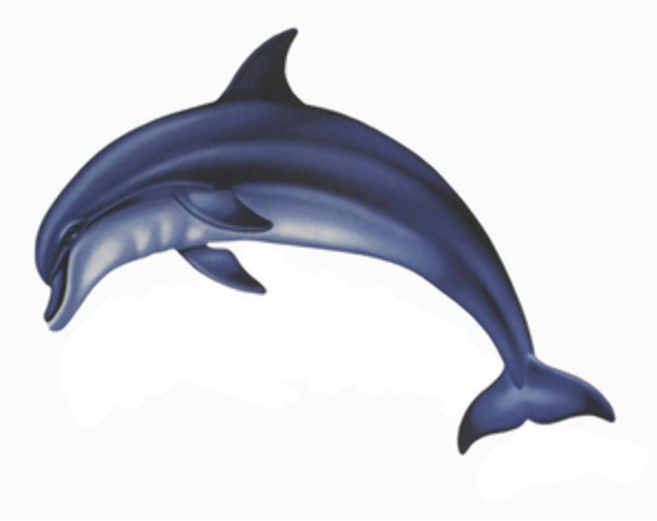 Dolphin clipart realistic.