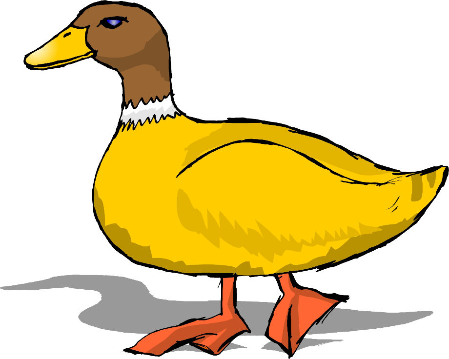 duck clipart realistic