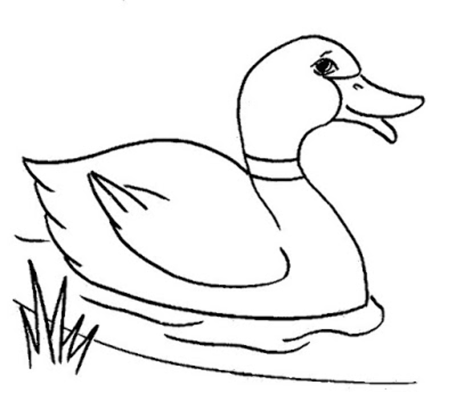 duck clipart outline