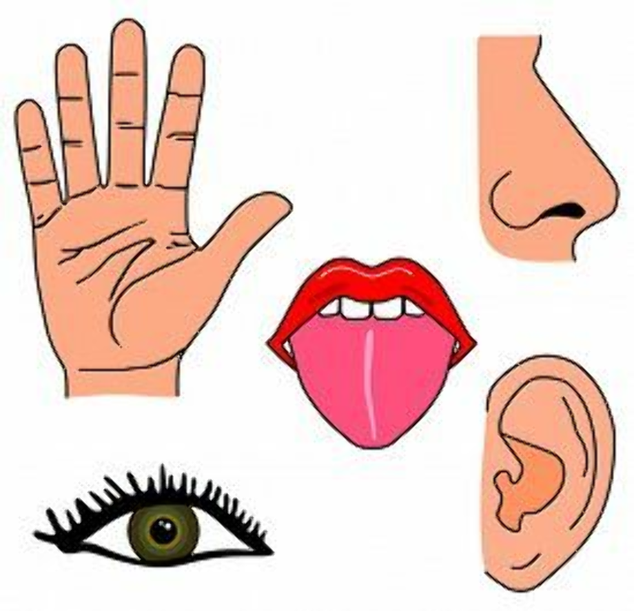 tongue clipart five senses
