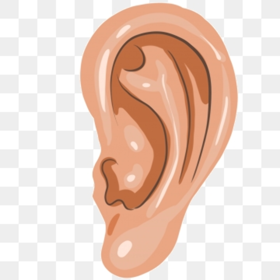 ear clipart vector