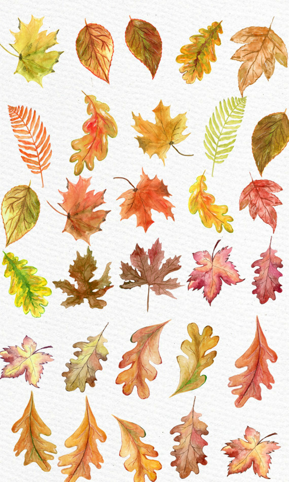 fall leaf clipart watercolor