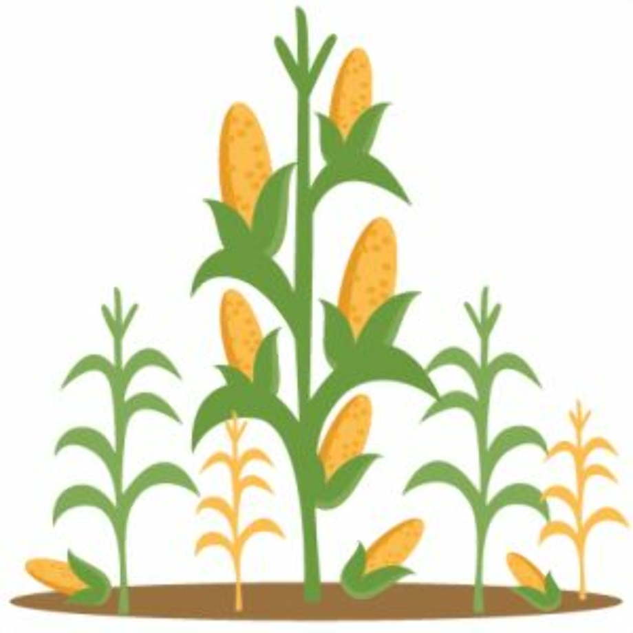 corn clipart farmer