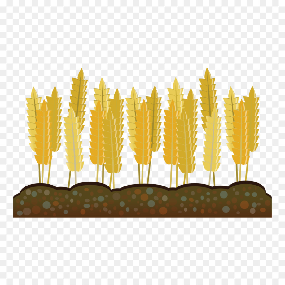wheat clipart agriculture