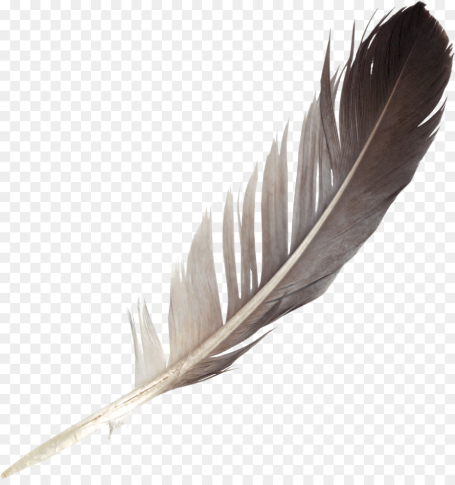 feather clipart bird