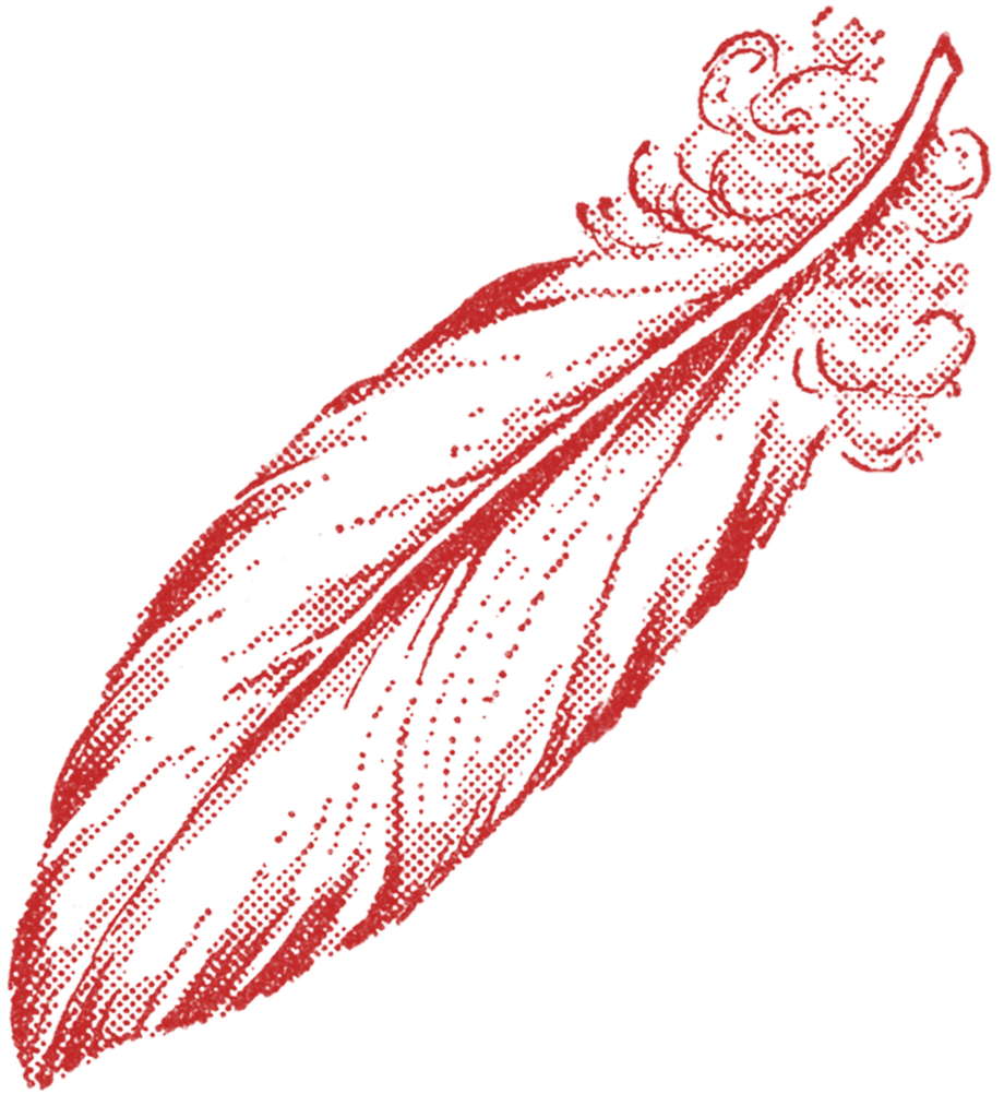 feather clipart victorian