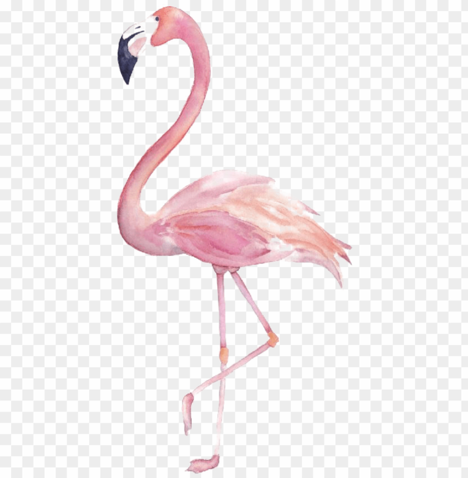 flamingo clipart images