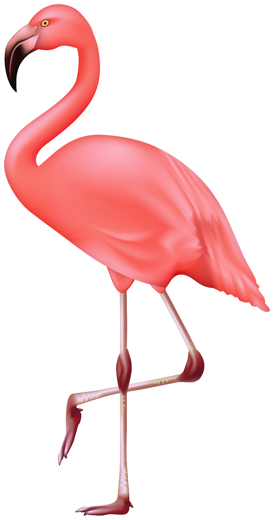 Download High Quality flamingo clipart high resolution Transparent PNG