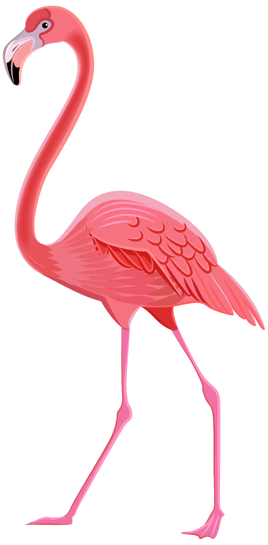 Hot pink flamingo clipart - ausxoler