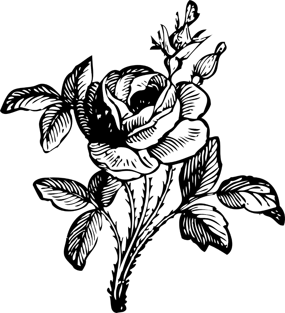 rose clipart black and white bouquet