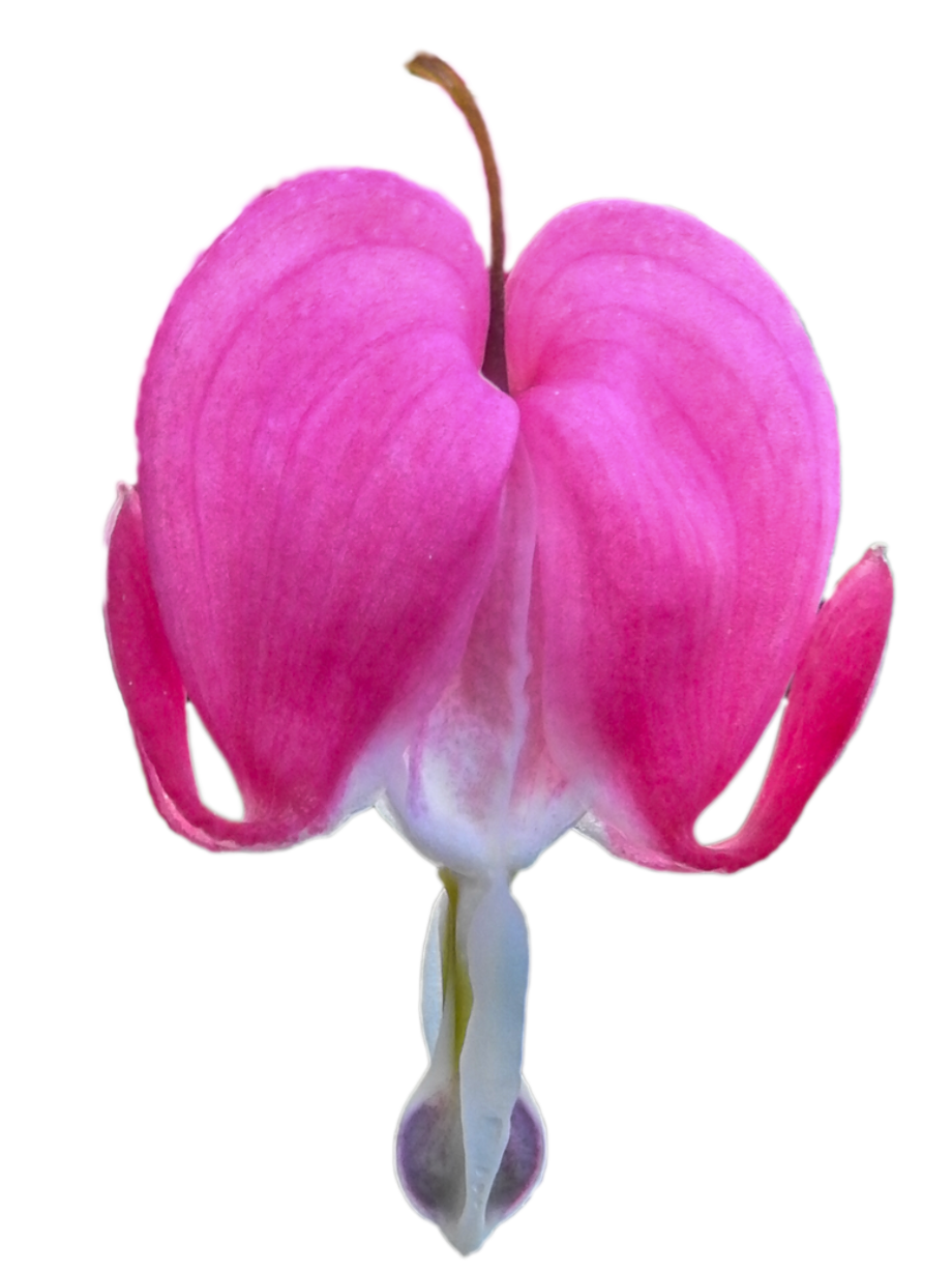 Download High Quality Flower clipart bleeding heart Transparent PNG