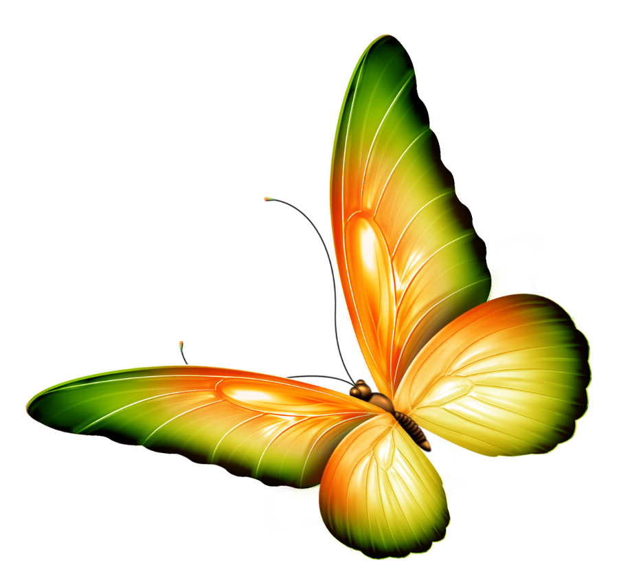 butterfly clipart transparent background