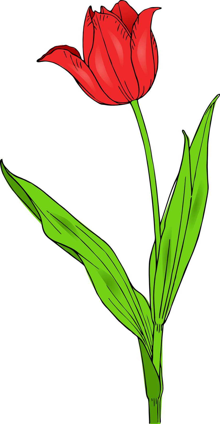 spring flowers clipart tulip