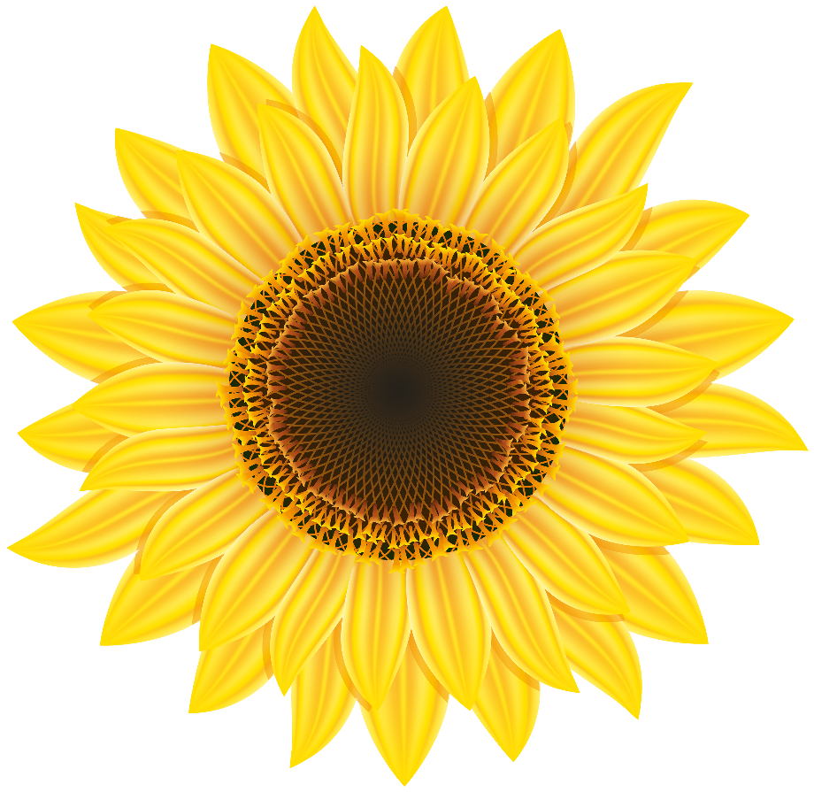 sunflower clipart realistic
