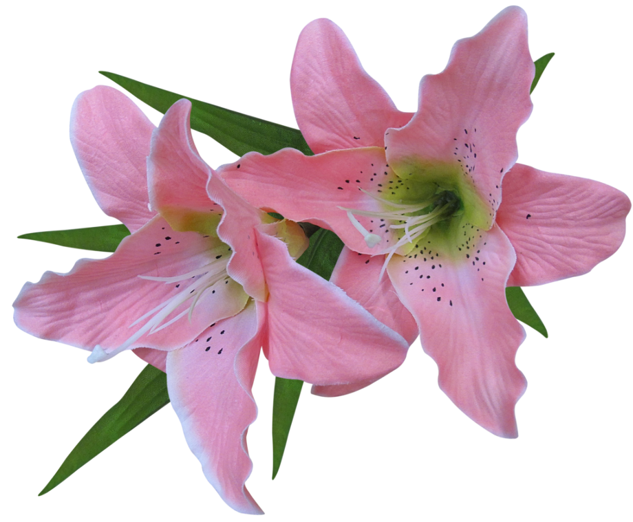 flowers transparent background lily