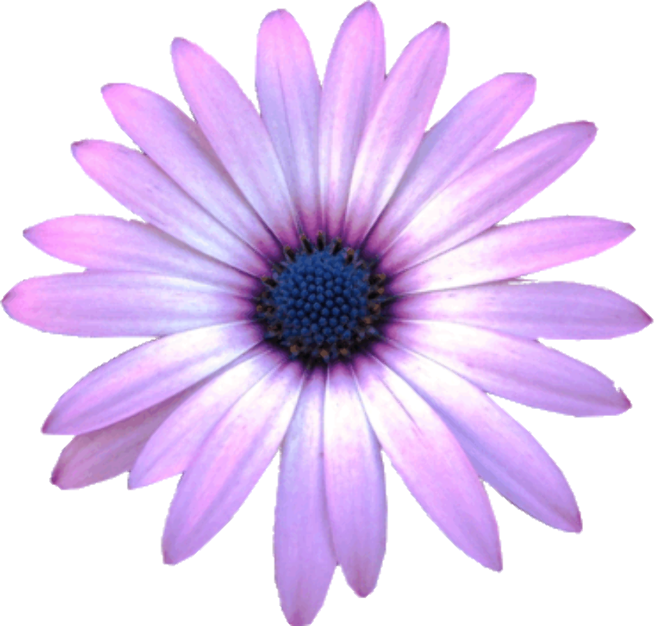 flowers clipart realistic