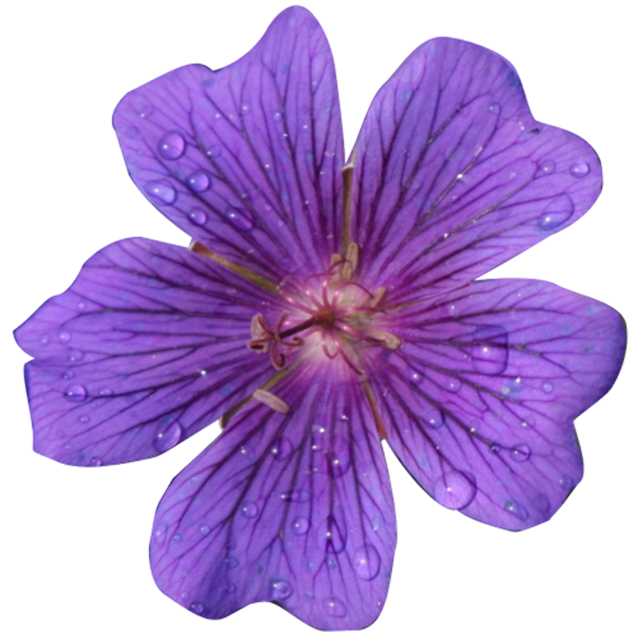 clipart flower realistic