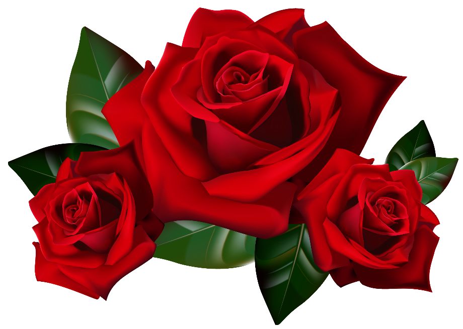 rose clipart red
