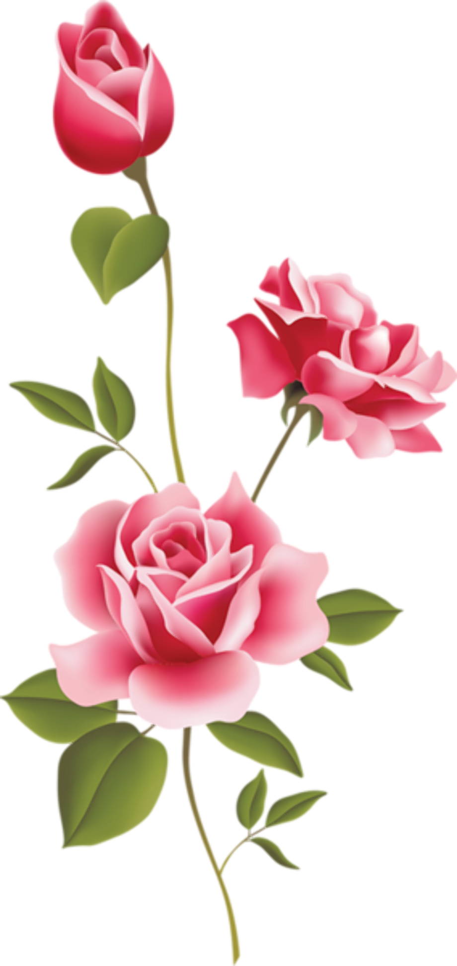 roses clipart pink