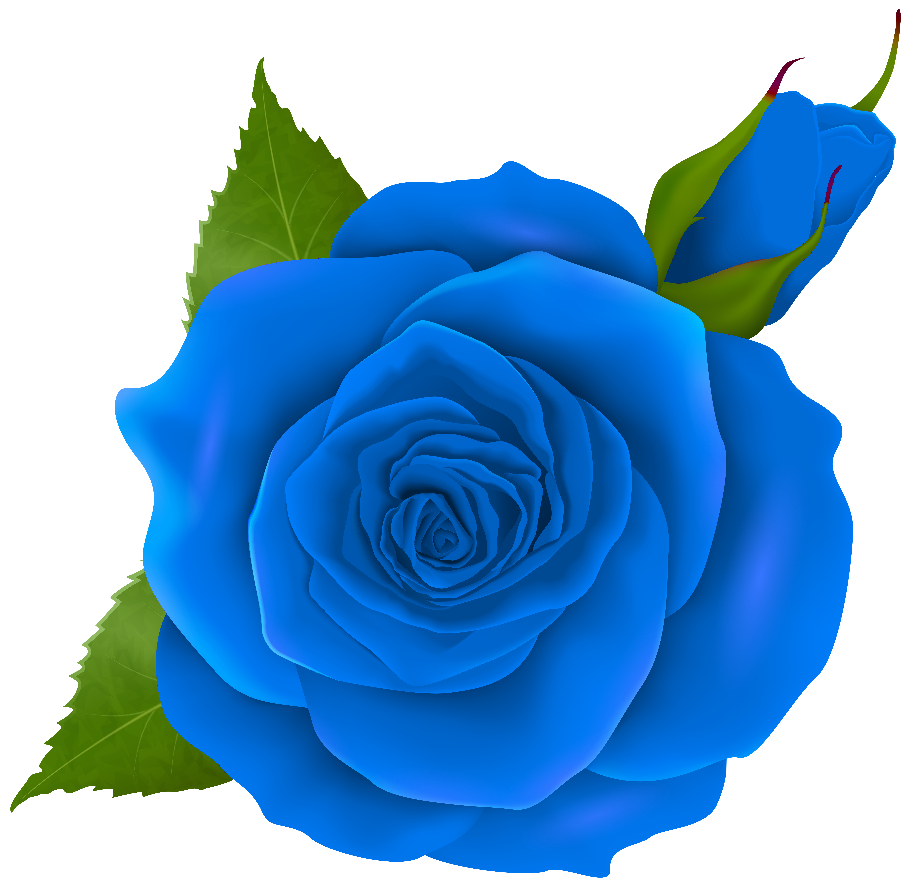 transparent rose blue