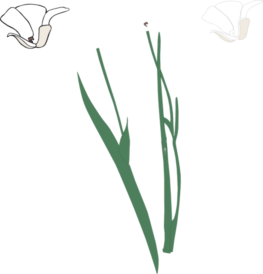 Flower clipart stem.