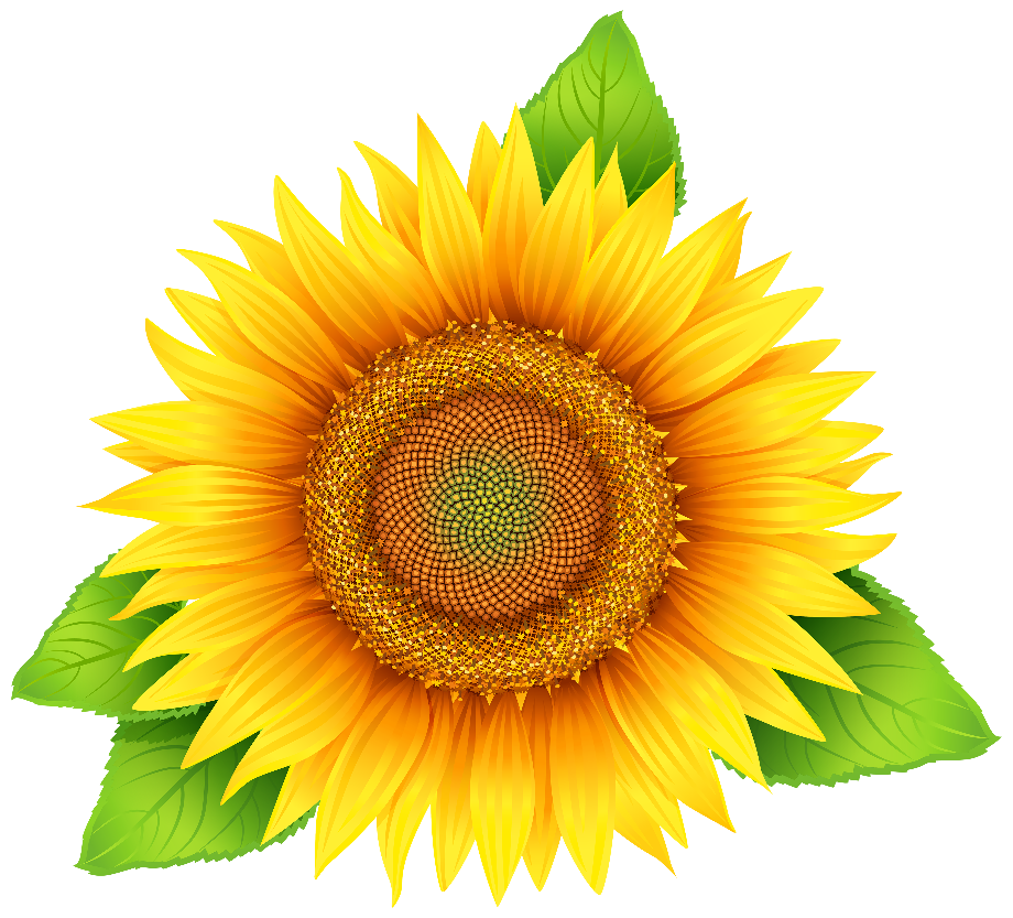 clipart flowers sunflower