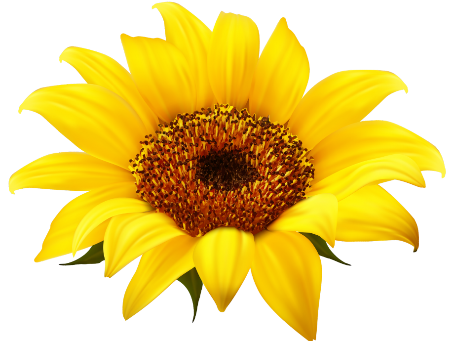 Download High Quality Flower clipart sunflower Transparent PNG Images