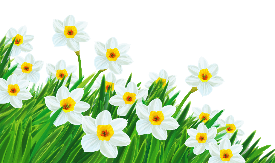 Flower clipart transparent