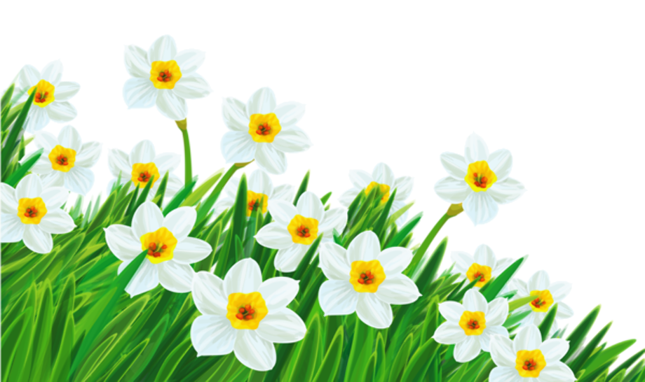 Flower clipart transparent background