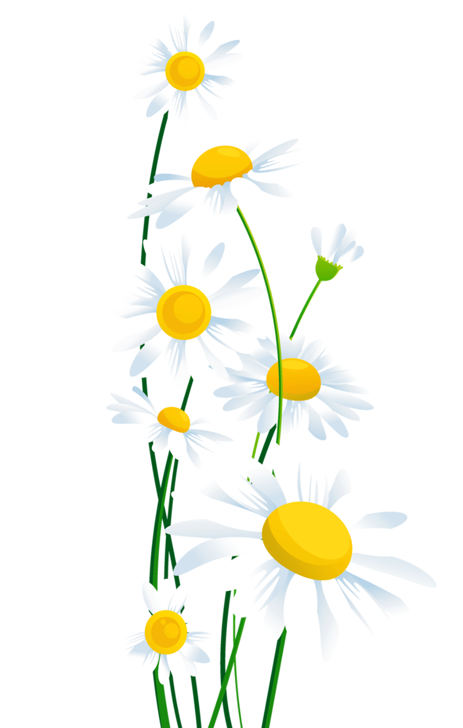 Flower clipart transparent background