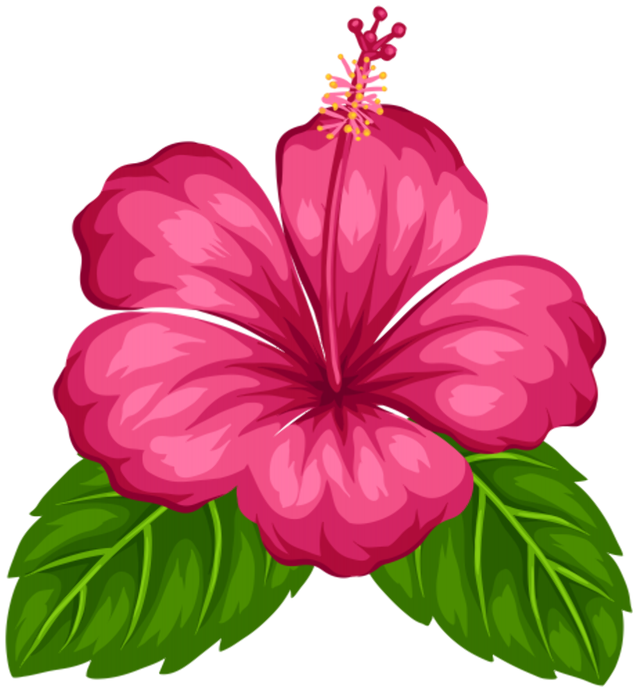 hibiscus clipart tropical