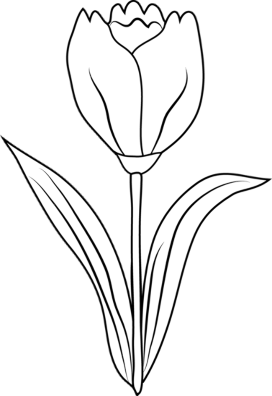 black and white flower clipart tulip