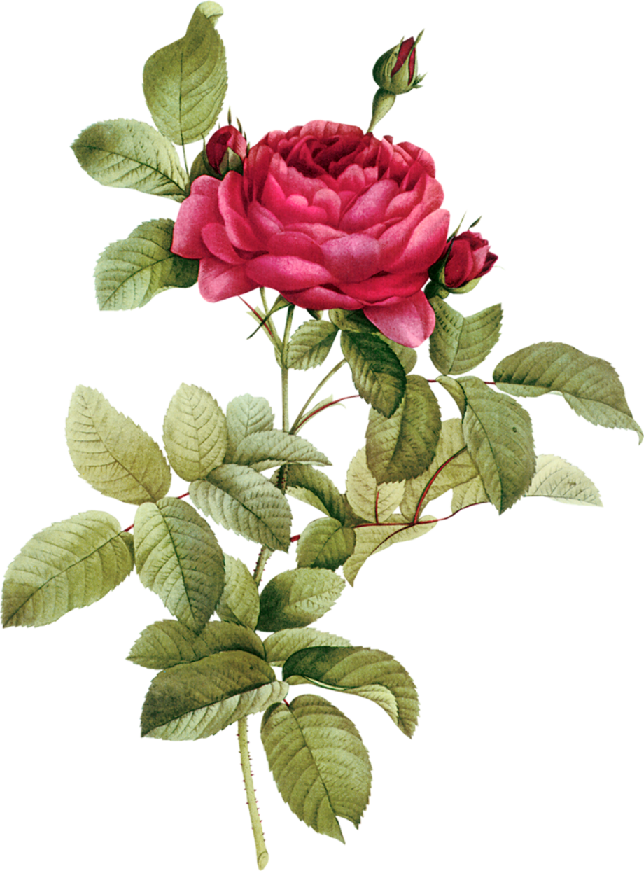 Download High Quality Flower clipart vintage floral Transparent PNG ...