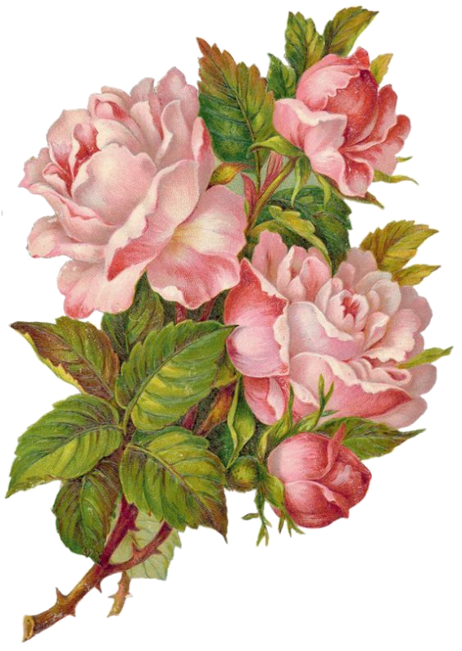 rose transparent victorian