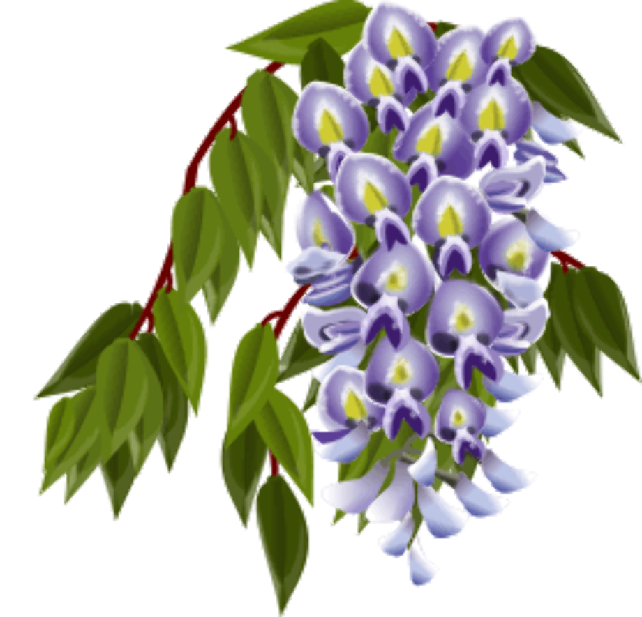 Flower clipart wisteria