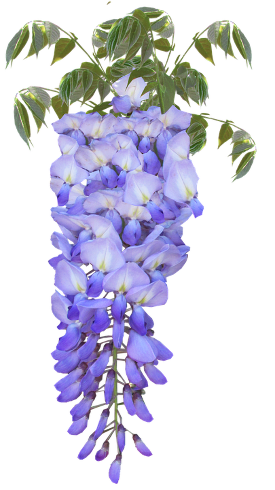 Download High Quality Flower clipart wisteria Transparent PNG Images