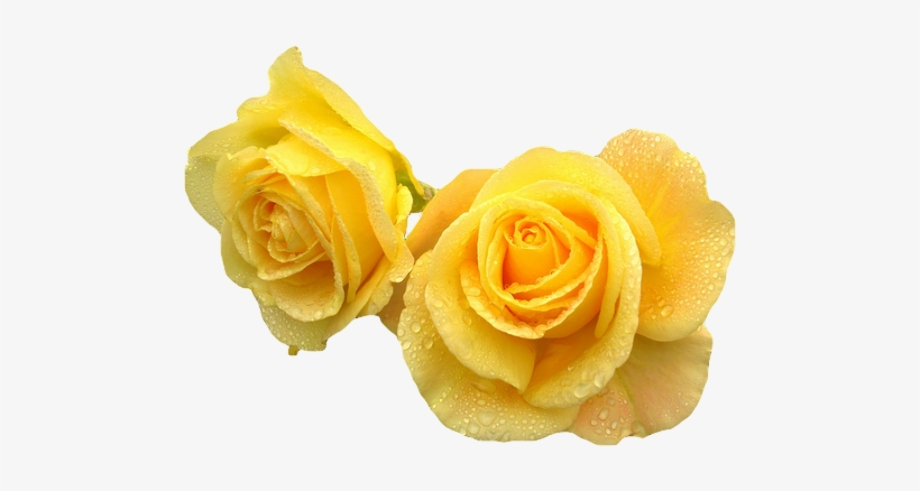 flowers transparent background yellow