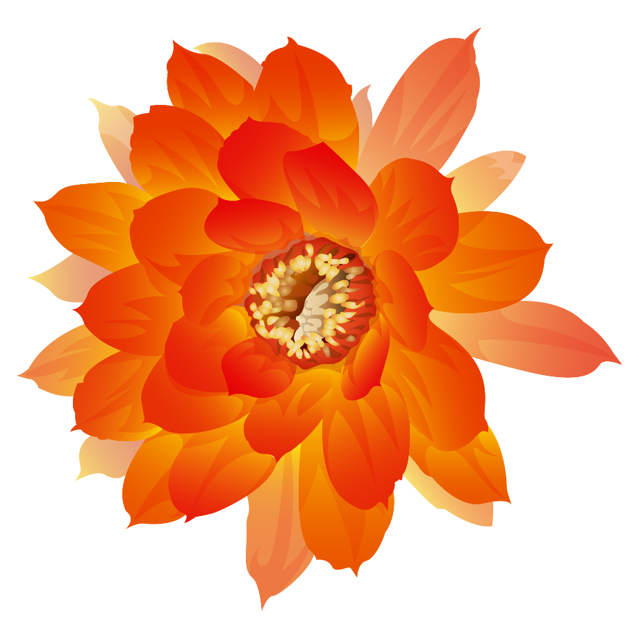 Download High Quality Flowers Transparent Orange Transparent Png Images