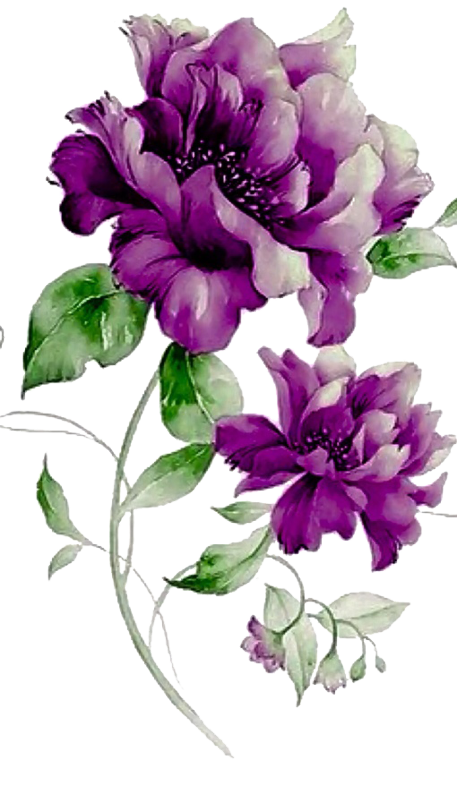 transparent flowers purple