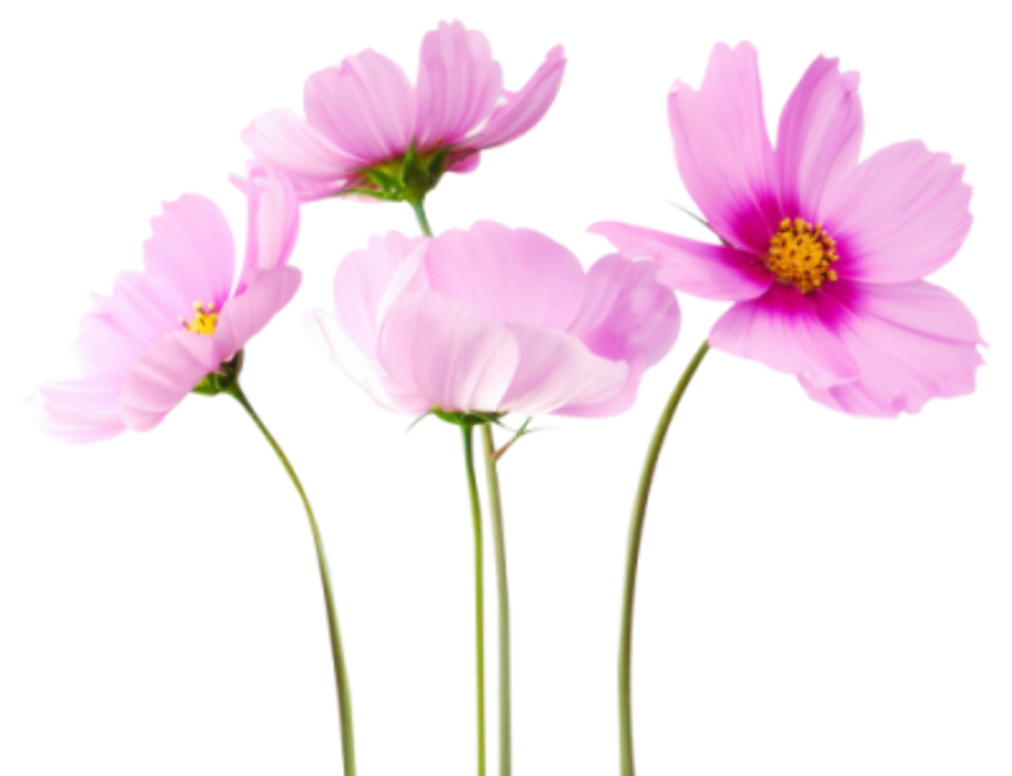 Download High Quality flower transparent real Transparent PNG Images