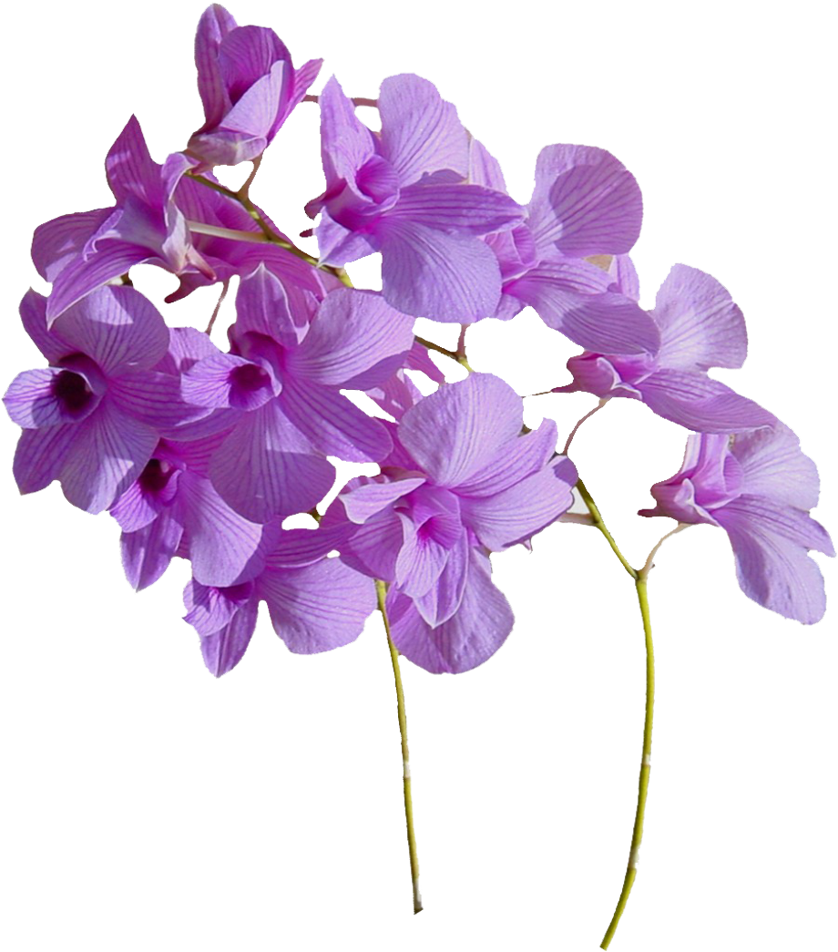 Download High Quality flower transparent real Transparent PNG Images