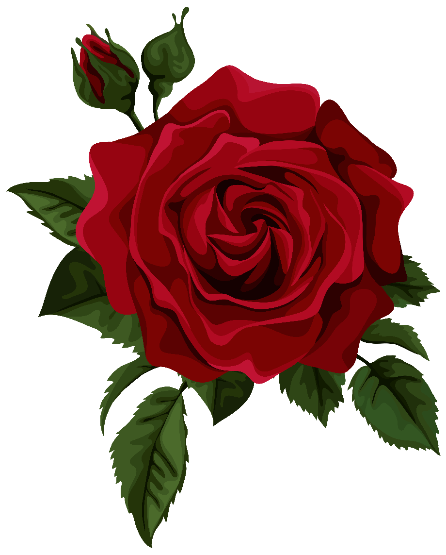 rose transparent flower