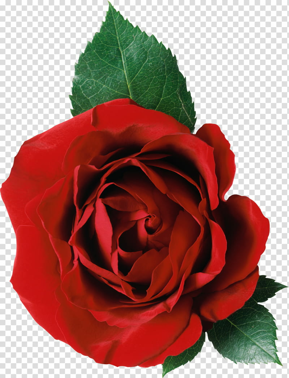 flower transparent rose
