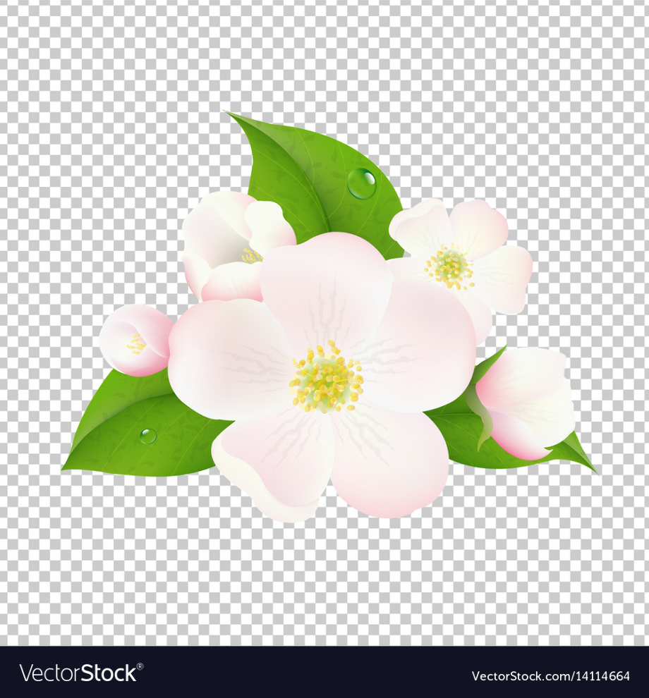 flowers transparent background vector